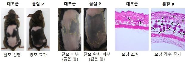 모낭의 퇴행기를 유도한 피부에서 물질 P의 탈모 완화 및 양모 효과