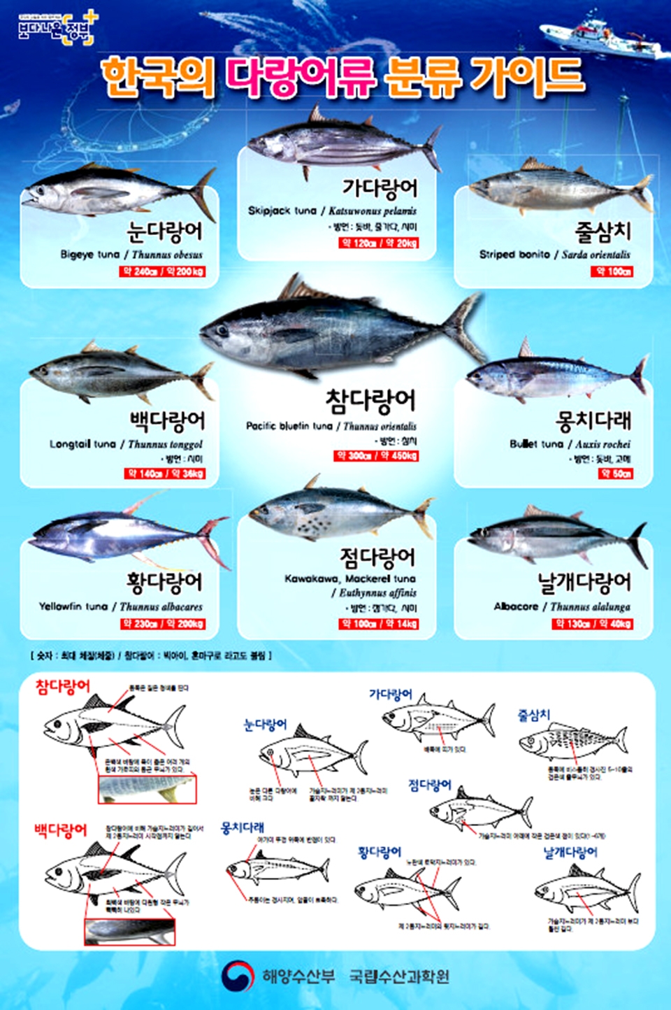 한국 다랑어분류포스터