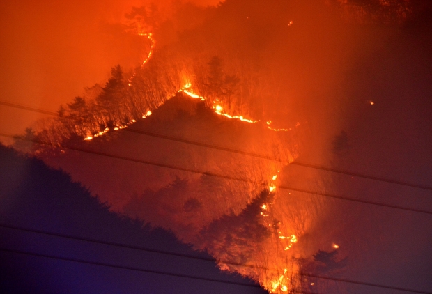 산불 자료사진