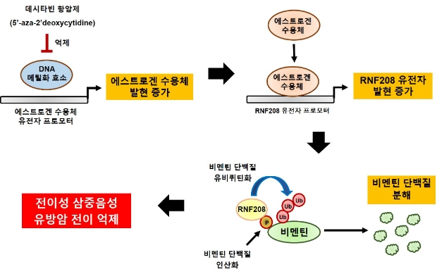 RNF208 유전자의 유방암 전이 억제 기전