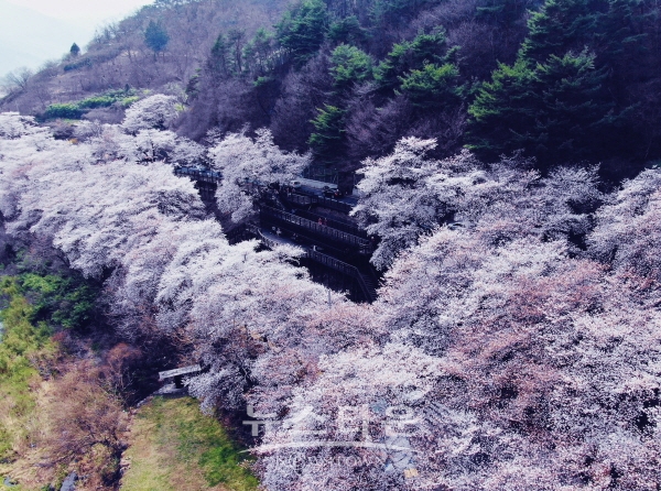 하동 십리벚꽃길