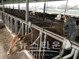 구제역 긴급 백신 접종