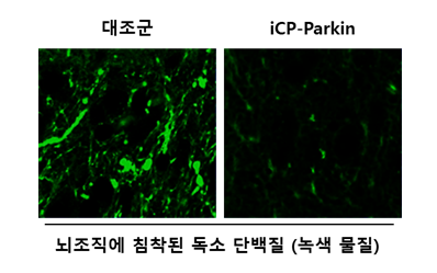 단백질 응집체 유도 파킨슨병 랫트 동물모델에서 iCP-Parkin의 파킨슨병 치료효능: iCP-Parkin이 뇌조직에 침착된 독소단백질 응집체를 제거함