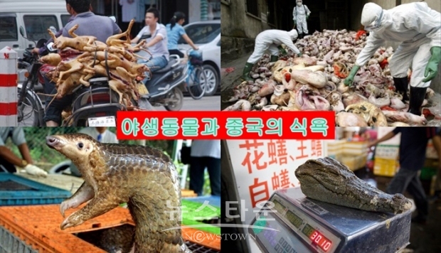 환경남용에 반대하는 운동을 벌이는 런던의 독립조직 환경조사 에이전시(EIA)는 이번 주 발표한 보고서에서 신종 코로나바이러스 발생이 실제 야생동물의 불법거래 일부를 더욱 가속화하고 있다고 밝혔다. 중국 라오스 거래상들이 해열제로 코뿔소의 뿔을 성분으로 한약을 팔고 있기 때문이다.