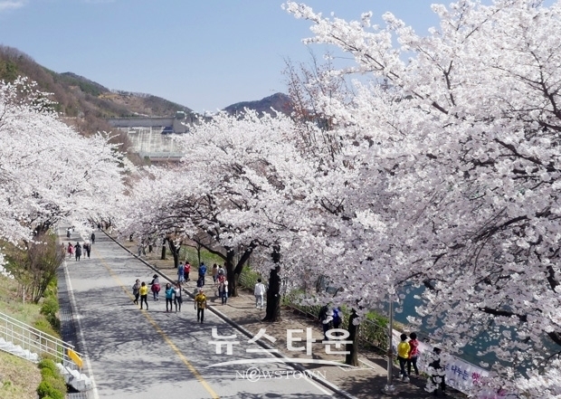 충주호 벚꽃축제