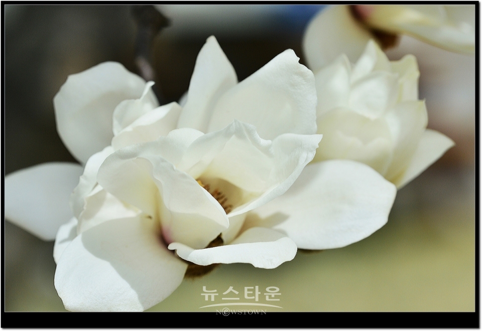 하얀목련