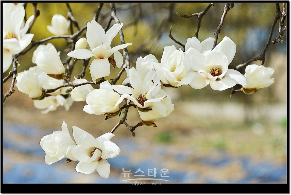 하얀목련