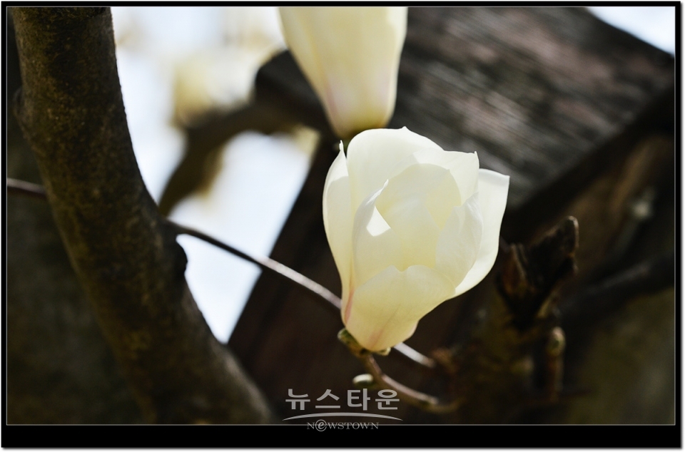 하얀목련