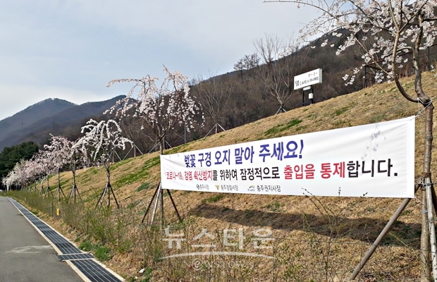 충주댐 벚꽃길 통제