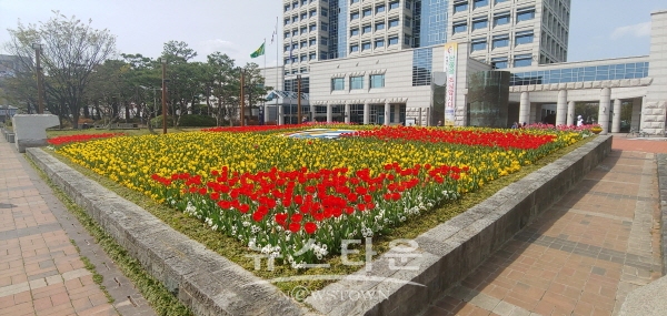 진주시청 광장에 식재된 봄꽃들
