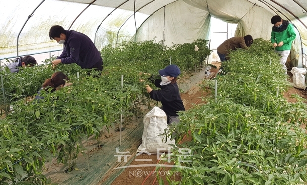 꽈리고추 수확 일손돕기