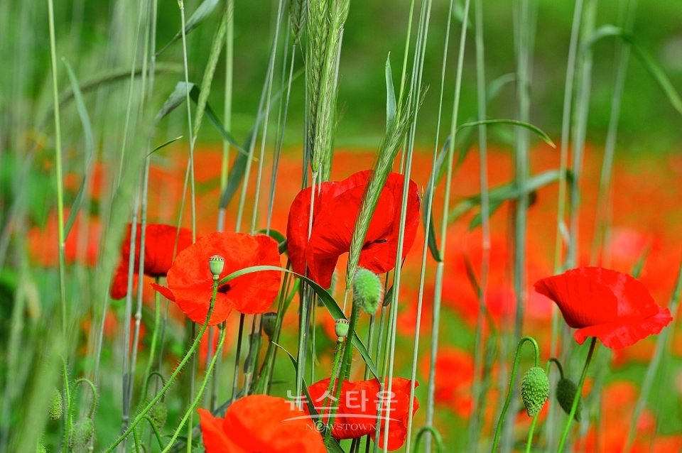 예전 양귀비축제장의 양귀비 자료사진