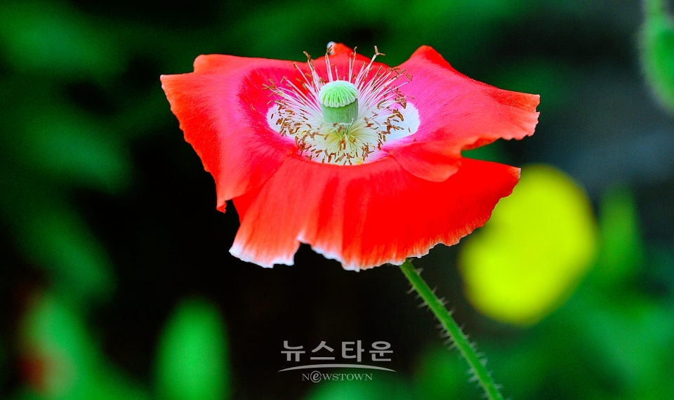 예전 양귀비축제장의 양귀비 자료사진