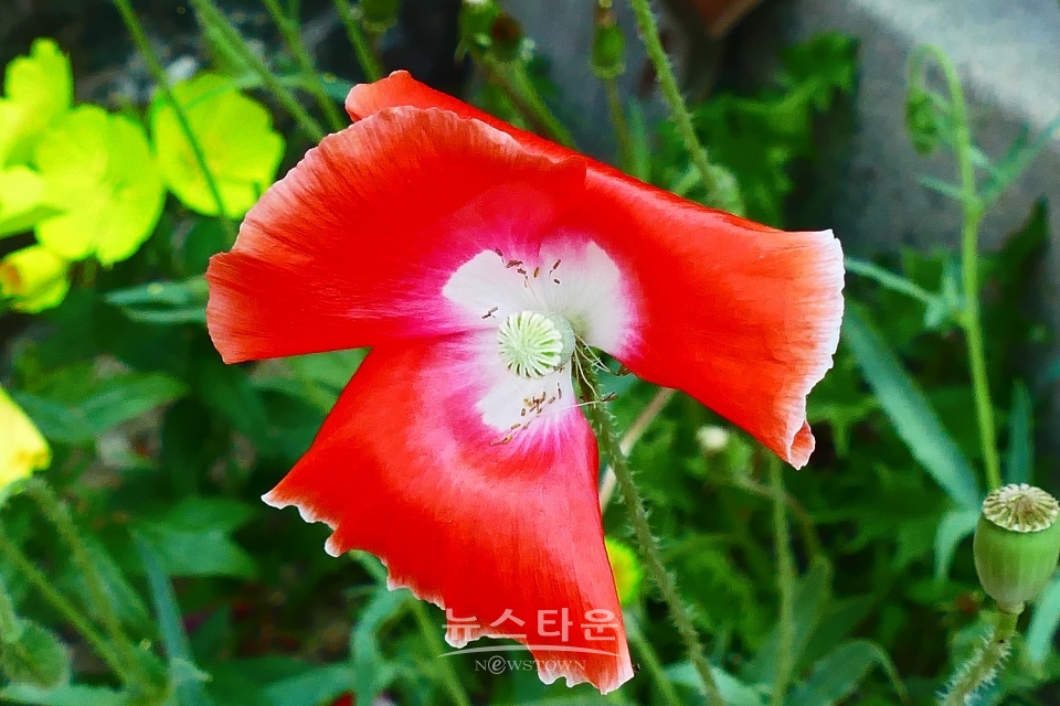 예전 양귀비축제장의 양귀비 자료사진