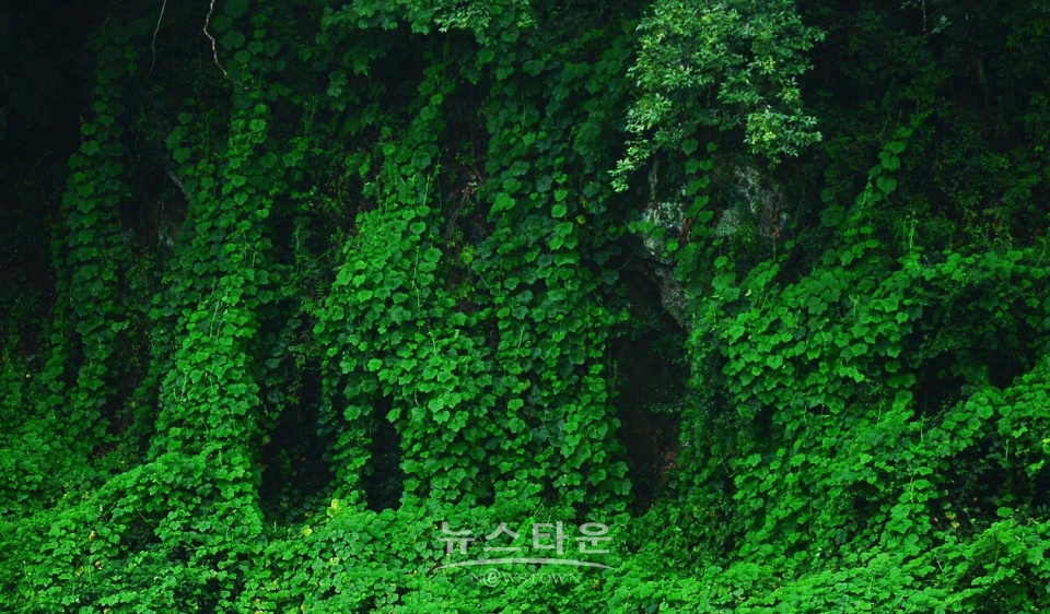 가시박덩쿨