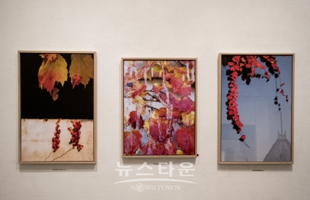 박경순 사진전 '담유화’(김한정 기자)