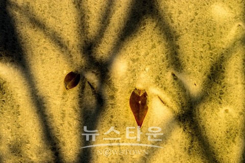 ‘성에 사진작가’ 채종렬 초대전(김한정 기자)