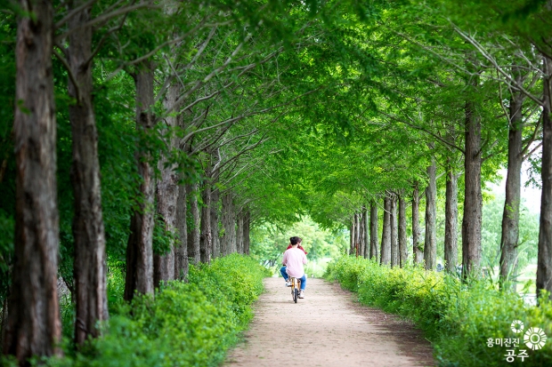 정안천변 메타세퀴이아길