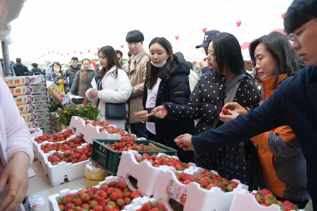논산딸기축제