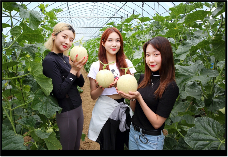 최상기 인제군수, SNS 온라인 마케팅‘인제홍보단(SNS인플루언서&개그콘서트 개그맨 등’이 지난 19일)귀둔리 멜론농가를 방문해 멜론 수확체험을 하고 있다.