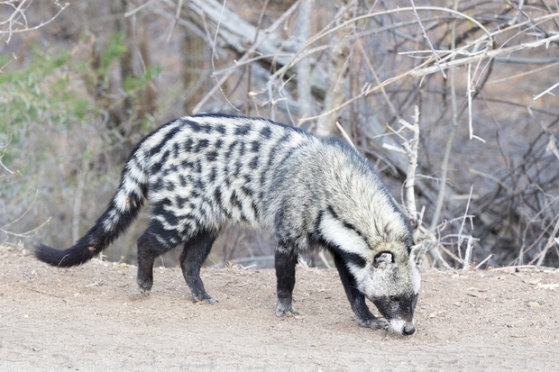 사향고양이, African civet Civettictis civetta foraging during the daytime. Kruger National Park, South Africa © Andreanita | Dreamstime.com