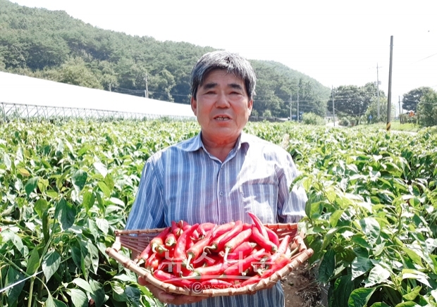 청양고추왕 유정조씨