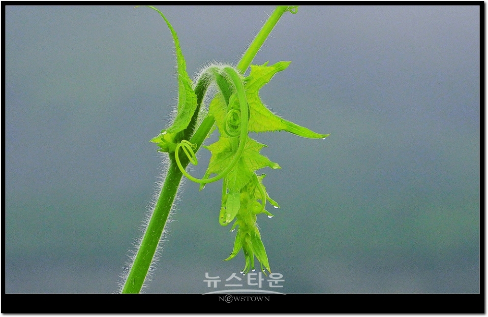 새순이 만든 예술작품