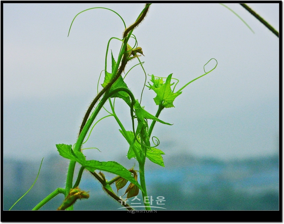새순이 만든 예술작품