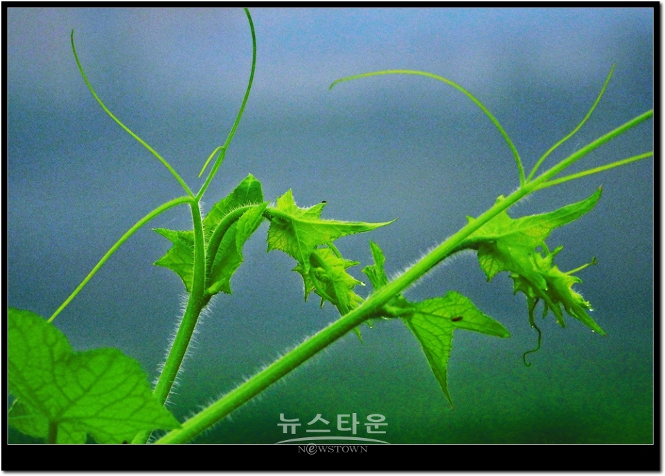 새순이 만든 예술작품