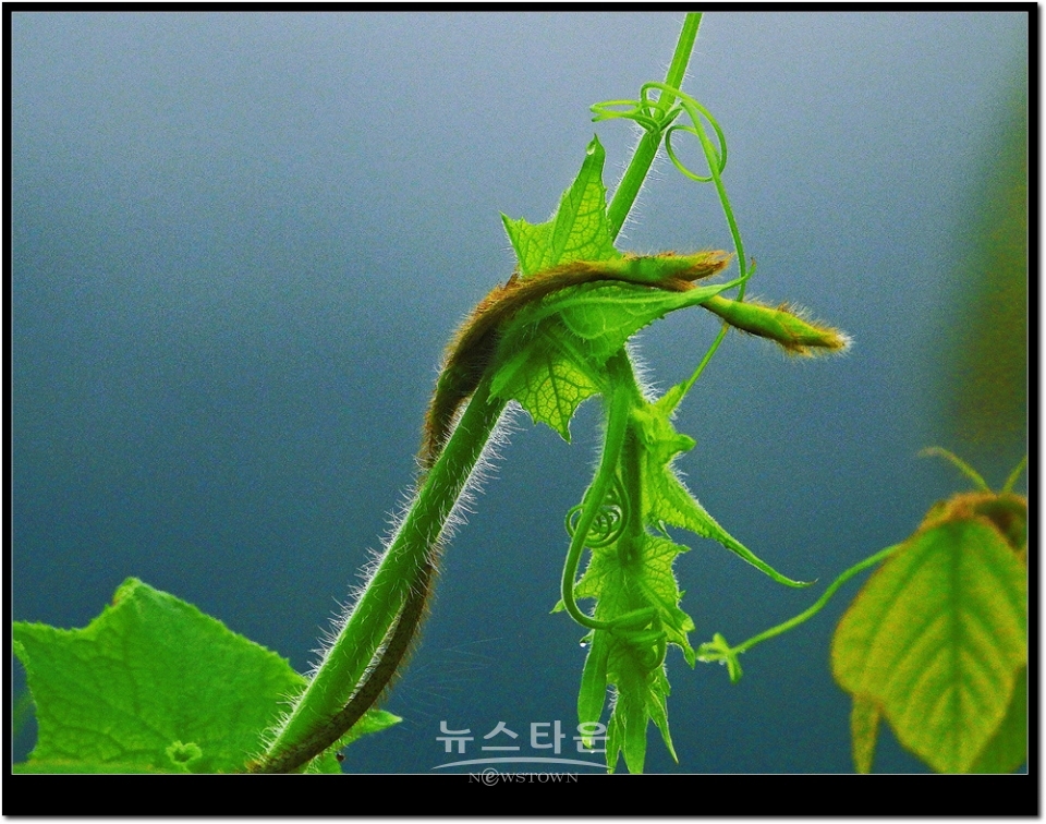 새순이 만든 예술작품