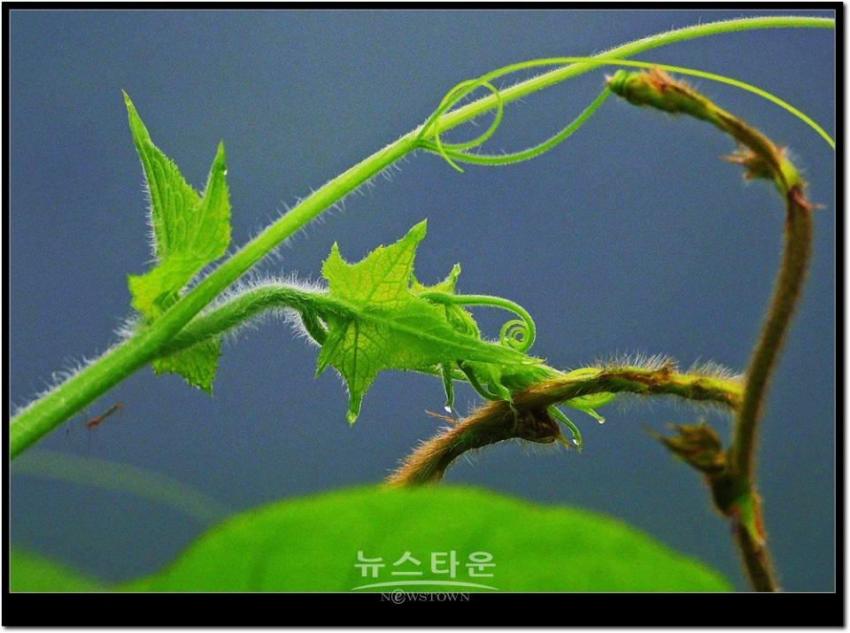 새순이 만든 예술작품