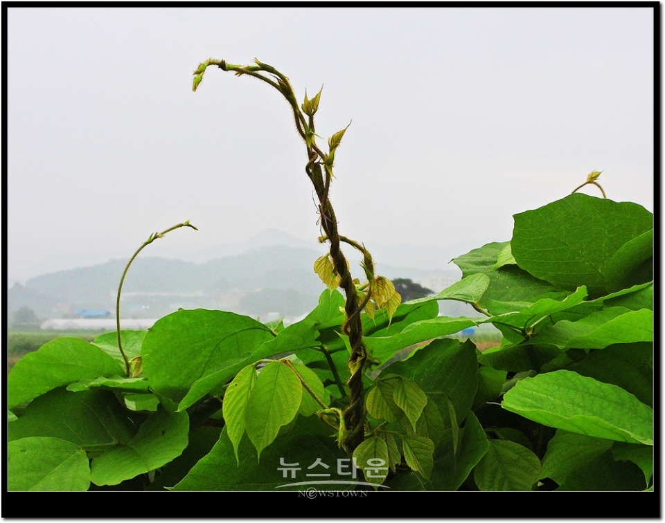 새순이 만든 예술작품
