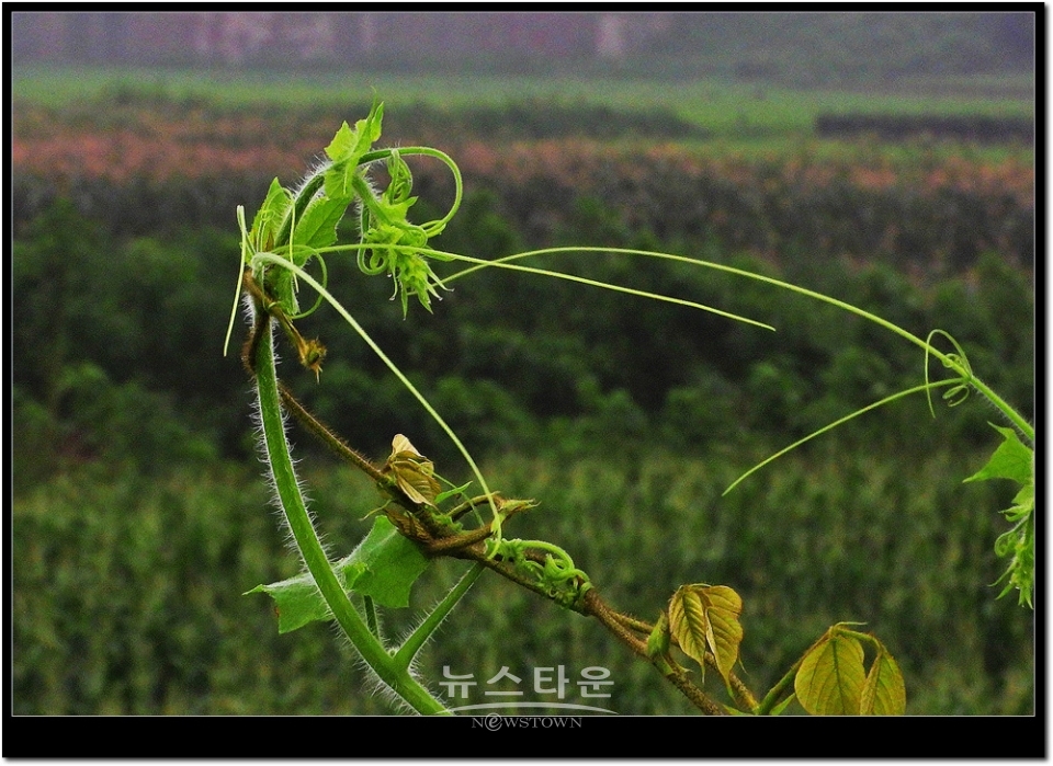 새순이 만든 예술작품