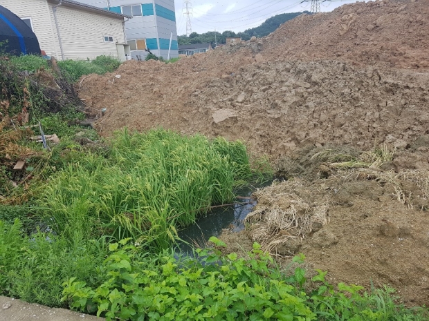 경작한 벼가 묻히고 일부만 남았다.