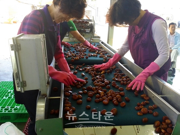 햇밤 선별작업을 하고 있는 모습
