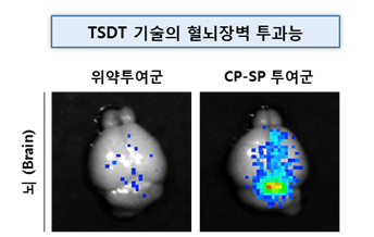 사진설명: 고도비만/제2형당뇨병 치료신약 CP-SP의 혈뇌장벽 (BBB) 투과에 의한 뇌조직 전송능 (고도비만 질환동물의 뇌에 전송된 CP-SP: 파랑→녹색→노랑→붉은색 순서로 전송된 약물의 양이 많음을 나타냄)
