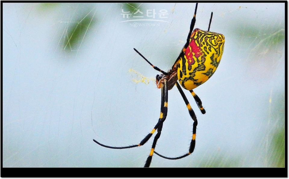 무당거미 접사사진