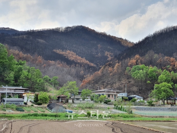 산림청은 봄철 산불 지역 ‘긴급벌채’ 예비비 95억원을 추가 확보 하고, 봄철 산불 피해지역에 긴급 벌채에 나설 예정이다.사진은 2020년 피해를 본 경북 안동지역(사진-산림청)