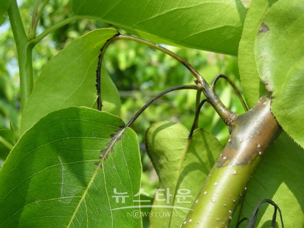 배나무 잎의 병징 모습