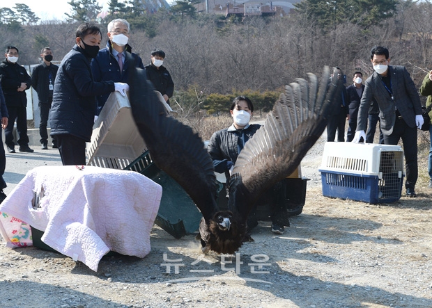 구조 야생 독수리 방사행사