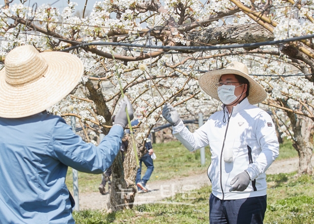 지난 4월 8일 오세현 아산시장이 음봉면 의식리 소재 배 농가를 방문해 배꽃 인공수분(화접) 일손돕기에 나섰다. 일손 돕기에는 음봉더샵 나눔봉사단과 농업기술센터 직원, 이헌호 음봉면장, 정하선 음봉농협조합장, 구본권 원예농협조합장 등 지역 기관·단체장도 함께 참여했다.