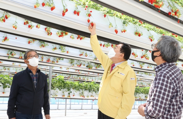 주낙영 경주시장이 지난 7일 딸기 재배농가를 방문해 어려운 여건 속에서도 값진 수확을 일궈낸 노고를 격려하고 애로사항을 청취하는 시간을 가졌다