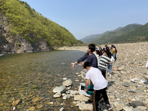 경주시는 내수면의 수산자원 확대와 생태체험장 조성 등을 위해 산내면 의곡리 동창천에서 어린 다슬기 40만 마리를 방류하고 있다