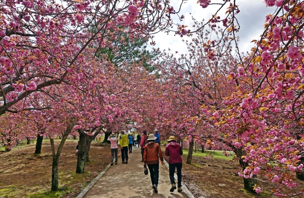 경주 불국공원 겹벚꽃 군락지에 만개가 진행되고 있는 겹벚꽃 모습.