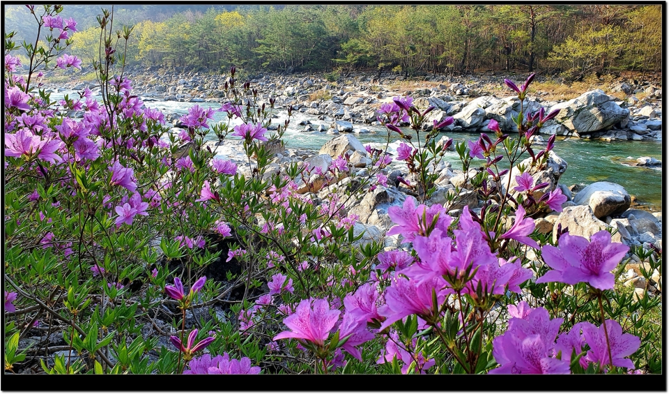 인제 내린천의 철쭉