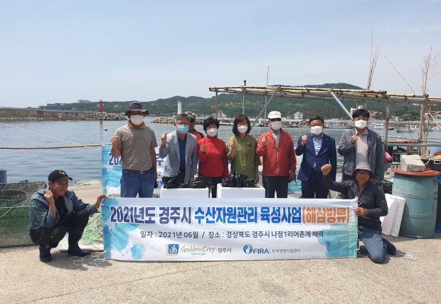 경주시가 1일 수산자원 및 어업인의 소득 증대를 위해 감포읍 감포, 전촌, 나정1리와 양남면 수렴 어촌계 마을어장 등지에서 어린 해삼을 방류하고 있다