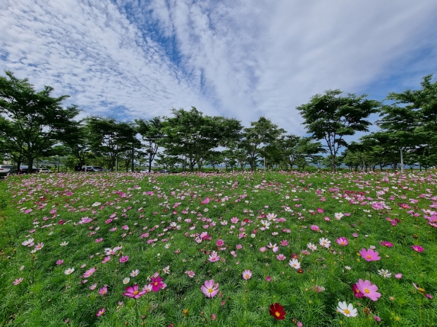 양동마을, 옥산서원 코스모스 단지 전경