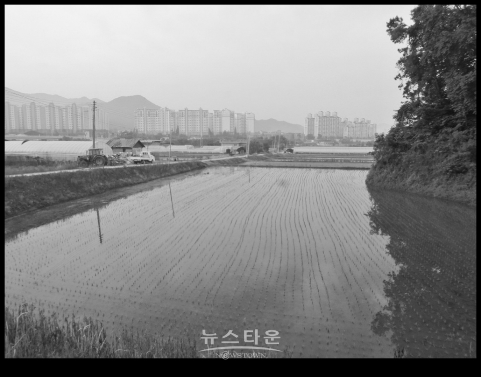 흑백사진으로 본 농촌아침