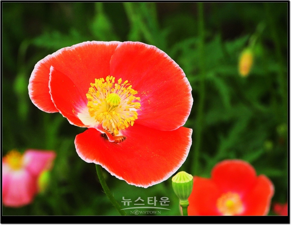 2021년 6월 문막읍 동화3리  개인농가의 양귀비꽃. 색갈이 다채롭다.