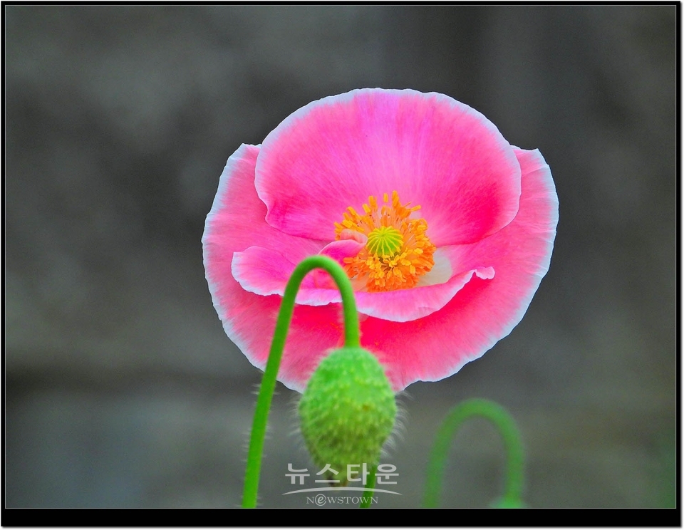 2021년 6월 문막읍 동화3리  개인농가의 양귀비꽃. 색갈이 다채롭다.
